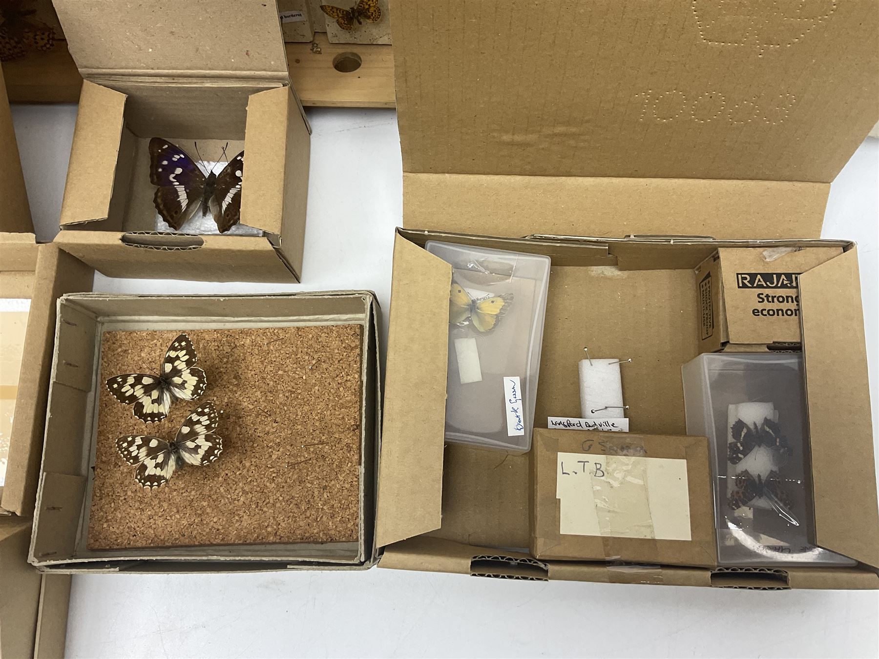Entomology; large collection of pinned butterflies and moths, to include Cream-spotted Tiger moth, Adonis Blue butterfly, Orange tip butterfly, Swallowtail butterfly etc  