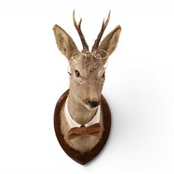 Anthropomorphic Taxidermy - Roe Deer (Capreolus capreolus), smartly dressed in spectacles ...