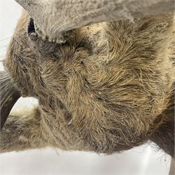 Taxidermy: Red Deer (Cervus elaphus), adult male imperial stag shoulder mount looking straight ahead, ten point antlers, mounted upon a shaped wooden shield, D65cm