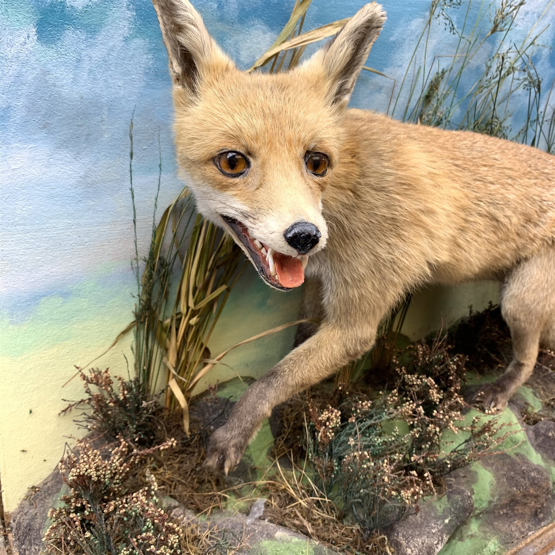 Taxidermy: red fox (Vulpes vulpes), full mount on open display in naturalistic setting upon rocky modelled base detailed with long grasses and heather, set against a sky painted backdrop, with label to ground for Graham Teasdale Taxidermist & Naturalist, H62cm L95cm D29cm 