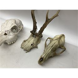 Pair of roe deer antlers on skull, together with two other animal skulls, possibly deer, together with animal skin drum  