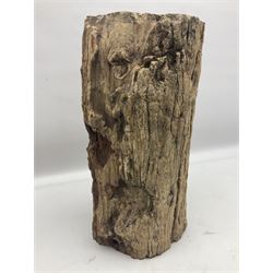 Petrified wood tree trunk/ branch, sliced in cross-section and polished to one side to reveal an array of colours, with textured edge, H40cm, D17cm