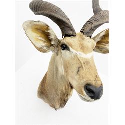 Taxidermy: Greater Kudu (Tragelaphus Strepsiceros), adult male shoulder mount, H170cm