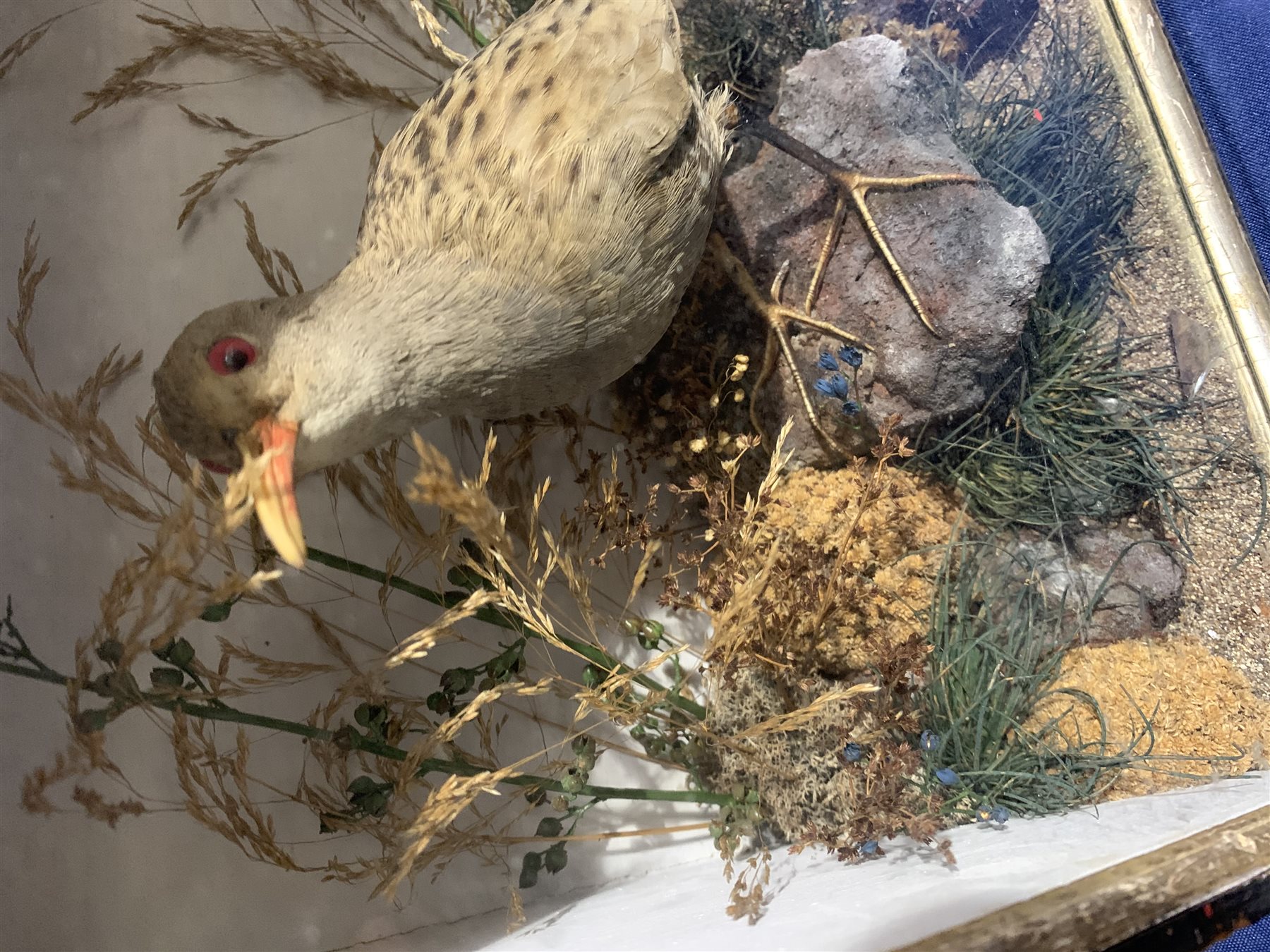 Taxidermy: Victorian cased Water Rail in naturalistic setting standing upon a rocky section and detailed with lichen, grasses and other fauna, encased within an ebonised single pane display case, H33cm L33cm D16cm 