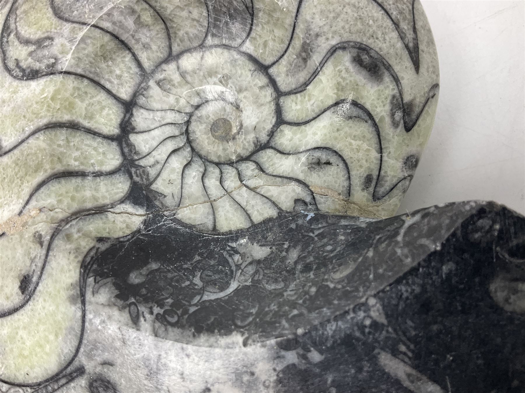 Polished Goniatite; Devonian period, H13cm, L16cm 