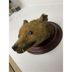 Taxidermy; Red fox mask (Vulpes vulpes), together with stoat (Mustela erminea) study and squirrel (Sciuridae), all on wood bases