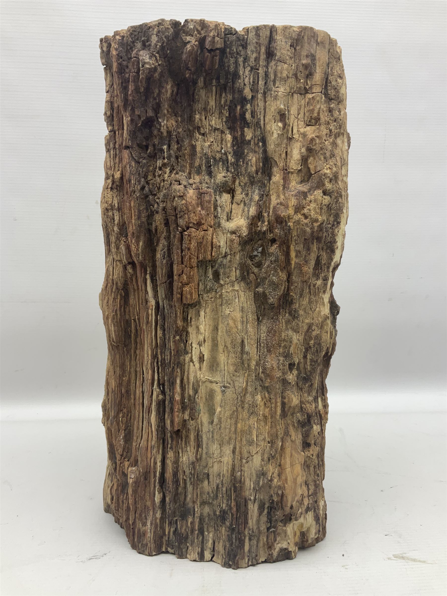 Petrified wood tree trunk/ branch, sliced in cross-section and polished to one side to reveal an array of colours, with textured edge, H40cm, D17cm