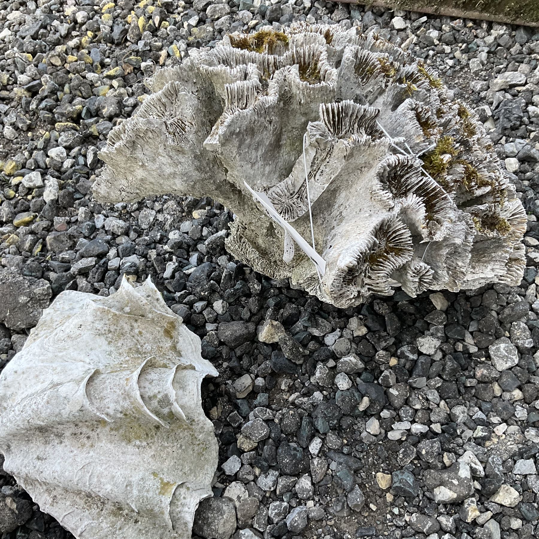 Sea Coral and sea shell  - THIS LOT IS TO BE COLLECTED BY APPOINTMENT FROM DUGGLEBY STORAGE, GREAT HILL, EASTFIELD, SCARBOROUGH, YO11 3TX