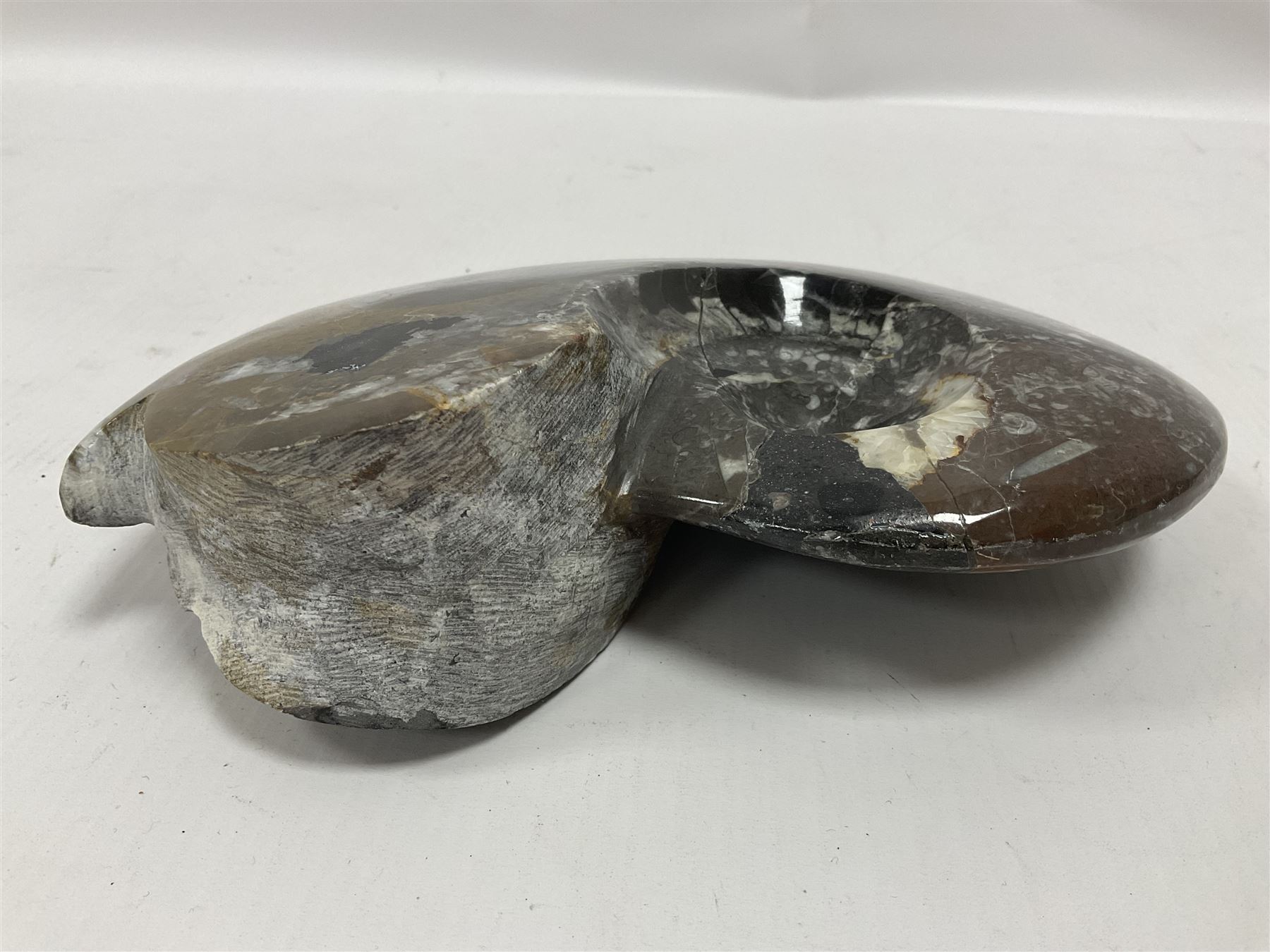 Large polished goniatite, age Devonian period, location Morocco, H16cm, L22cm