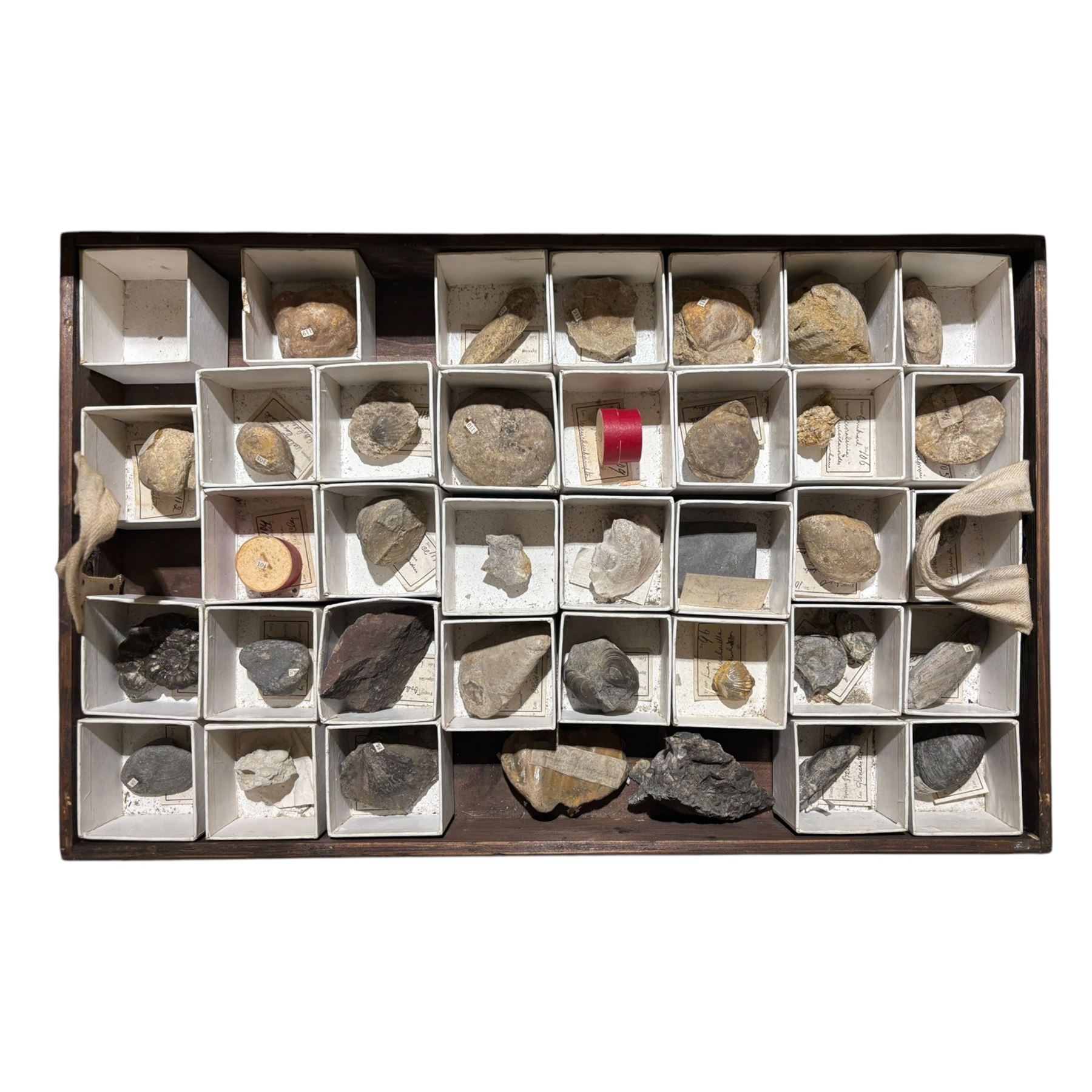 19th century box holding a collection of British Fossils, with makers label to the lid 'Collection of British Fossils to illustrate the textbooks and manuals of geology by Lyell, Page, Green & C, Arranged stratigraphically by James R. Gregory & Co mineralogisits .....', all samples numbered with and scribed name labels    
