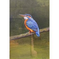 Rob Keep (British Contemporary): Kingfisher, watercolour signed 26cm x 18cm