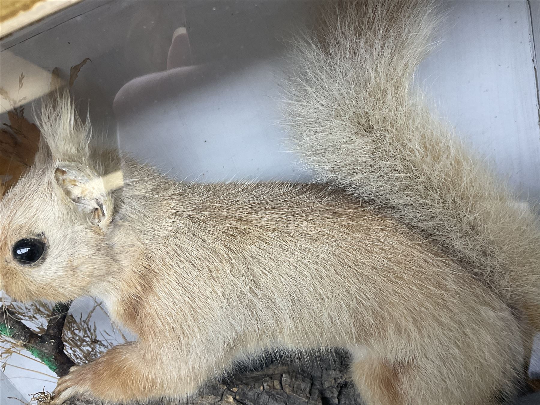 Taxidermy: Red Squirrels (Sciurus vulgaris), full adult mount, climbing a small cut tree stump, in a naturalistic setting, encased within a single pane display case, together with cased Ermine ((Mustela erminea), full adult mount, in a ebonised single pane display case, squirrel case, H35cm, L38cm