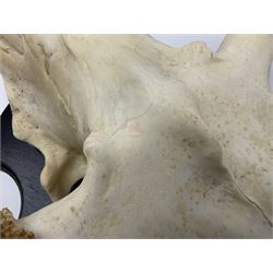 Antlers/Horns: Pair of European Moose (Alces alces) horns with upper skull, mounter upon a wooden shield, H45cm