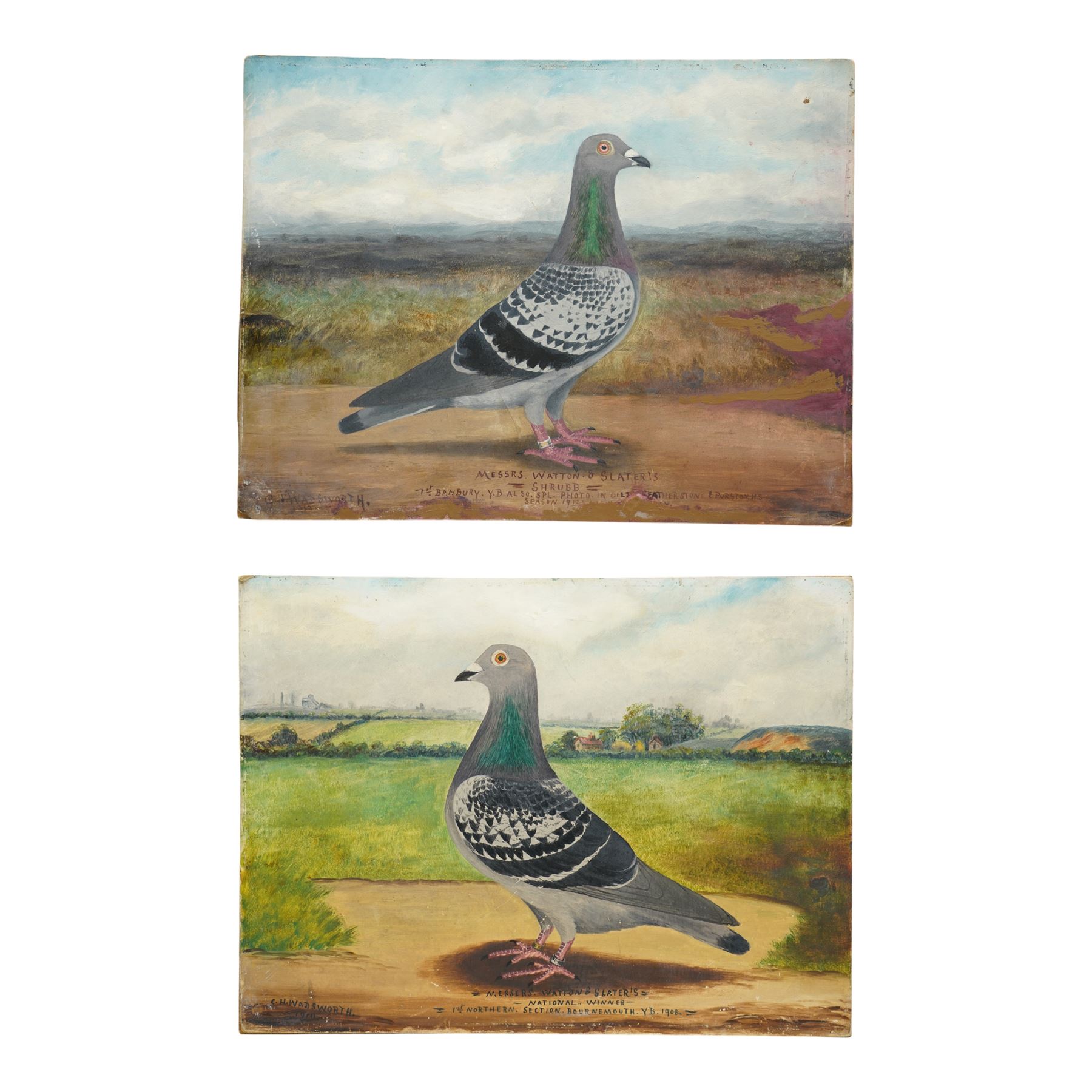 C H Wadsworth (British Early 20th century): Portrait of Champion Racing Pigeons - Messers Watton 'National Winner' & 'Shrubb', pair oils on board signed inscribed and dated 1910 & 1912, respectively 31cm x 41cm (2)
Notes: inscribed 'National Winner - 1st Northern section Bournemouth YB 1908' & 'Shrubb - 1st Banbury YD also SPL photo in oils Featherstone & Purston HS season 1912'