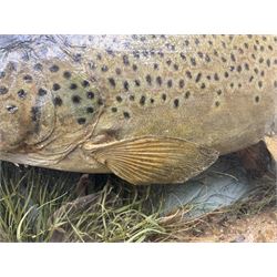 Taxidermy: Brown trout (Salmo trutta), skin mount set above a pebbled river bed with reeds and ferns, against blue painted back drop, enclosed within an ebonised bow-front display case, with 'Costa Beck June 8th 1920, Weight 3 3/4lbs',inscribed to the glass, H31cm, L62cm 