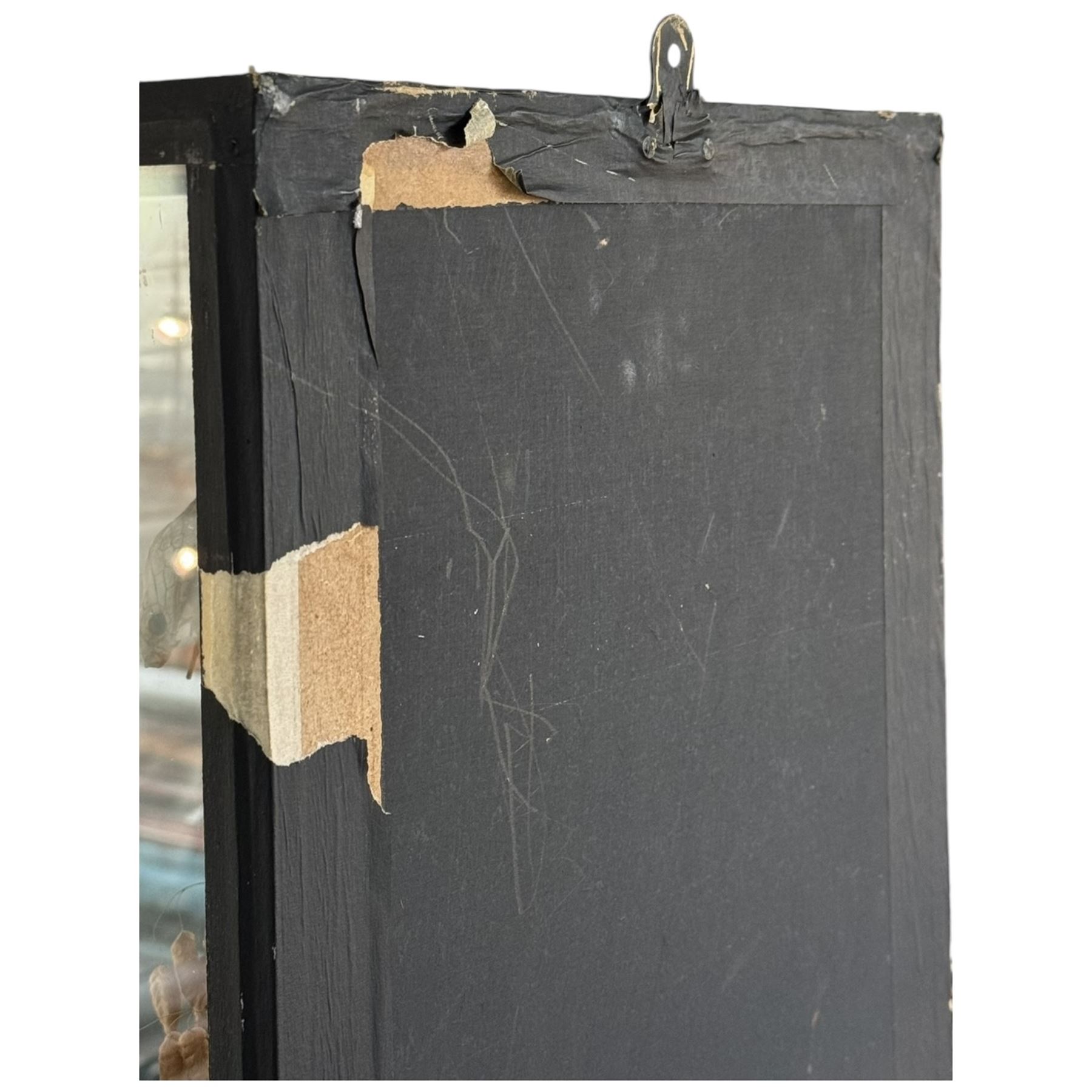 Taxidermy; Cased Mongoose (Herpestidae) fighting an Indian cobras (Naja naja), the cobras entwined around an adult mongoose, in a naturalistic setting of grasses, with a painted backdrop, enclosed within a three pane glass display case, H62cm