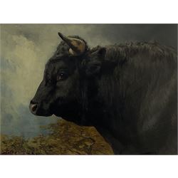 Alfred Grey ARHA (Irish 1845-1926): Study of a Bull's Head, oil on board signed 34cm x 47cm