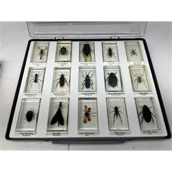 Entomology: collection of twenty six insect specimens, each in an acrylic block, to include Rhinoceros beetle, Whip scorpion, Spur-throated grasshopper etc