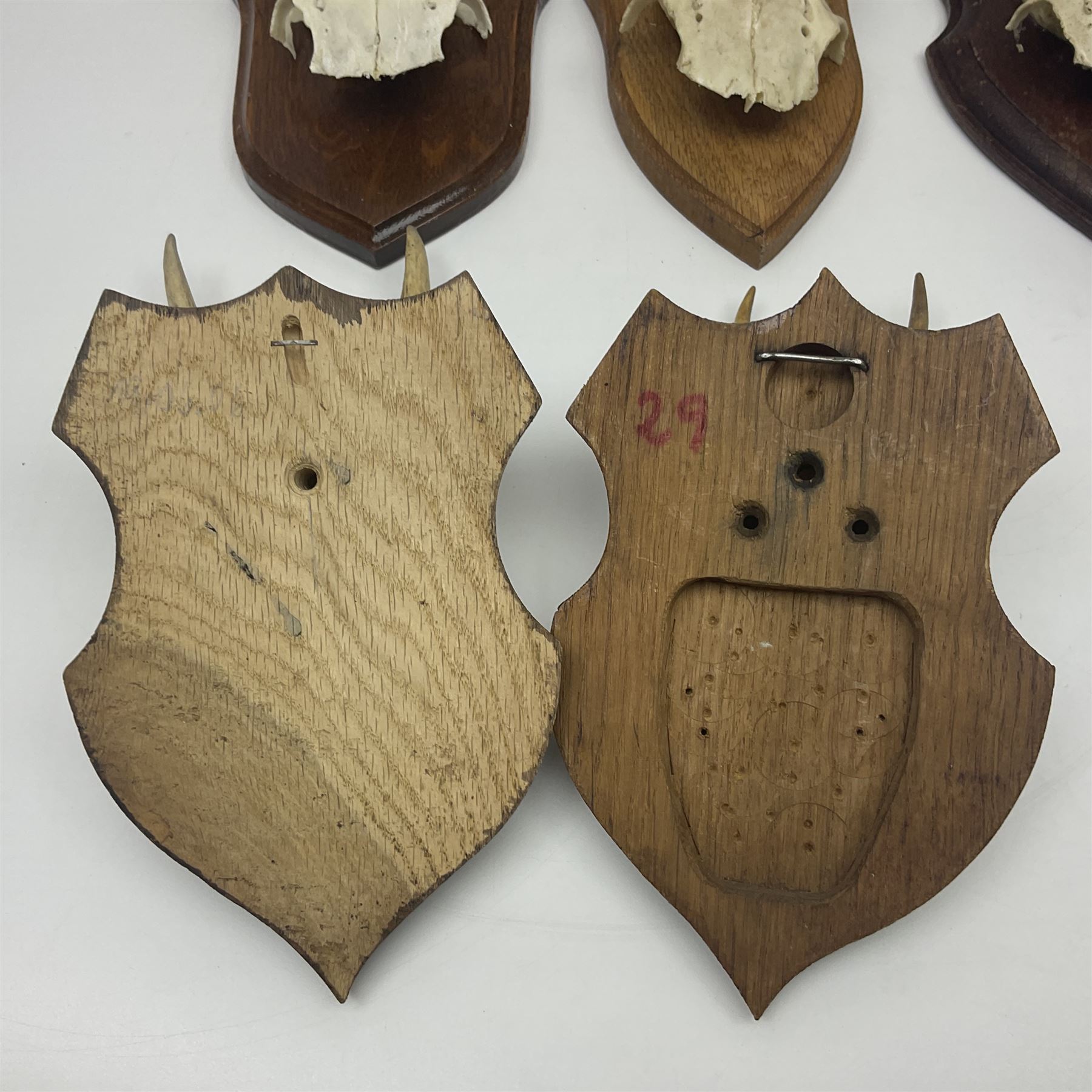 Antlers/Horns: Roe Deer (Capreolus capreolus) ten pairs of roe deer antlers mounted upon wooden shields, shield H19cm 