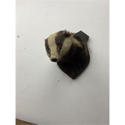 Taxidermy: European Badger Mask (Meles meles), adult Badger mask looking straight ahead, mounted upon a wooden shield, H30cm