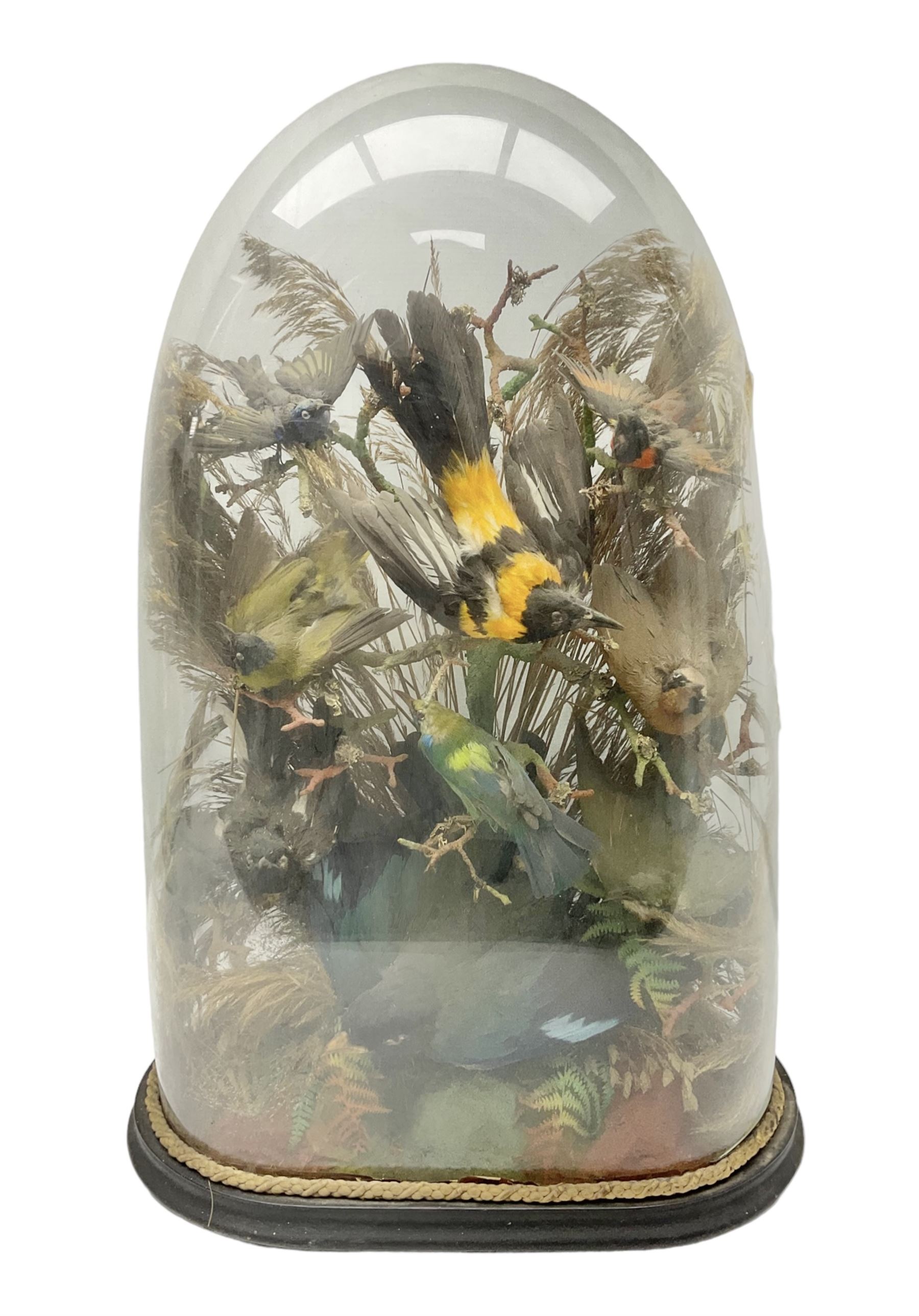 Taxidermy: late Victorian tropical bird diorama, containing several tropical birds to include, Black-headed Oriole (Oriolus Larvatus), Siskin (spinus), Green Honeycreeper (Chlorophanes spiza), each perched on branches, on an oval ebonised base, within a glass dome, H62cm, L40cm