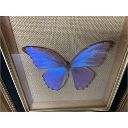 Entomology: Twelve framed displays contain thirteen specimens of tropical moths and butterflies, each mounted within gilt wall hanging picture frames of various sizes, specimens including Morpho Godarti, Caligo idomeneus, Cisseis morpho, Cathosia biblis etc, largest L35cm W30cm 