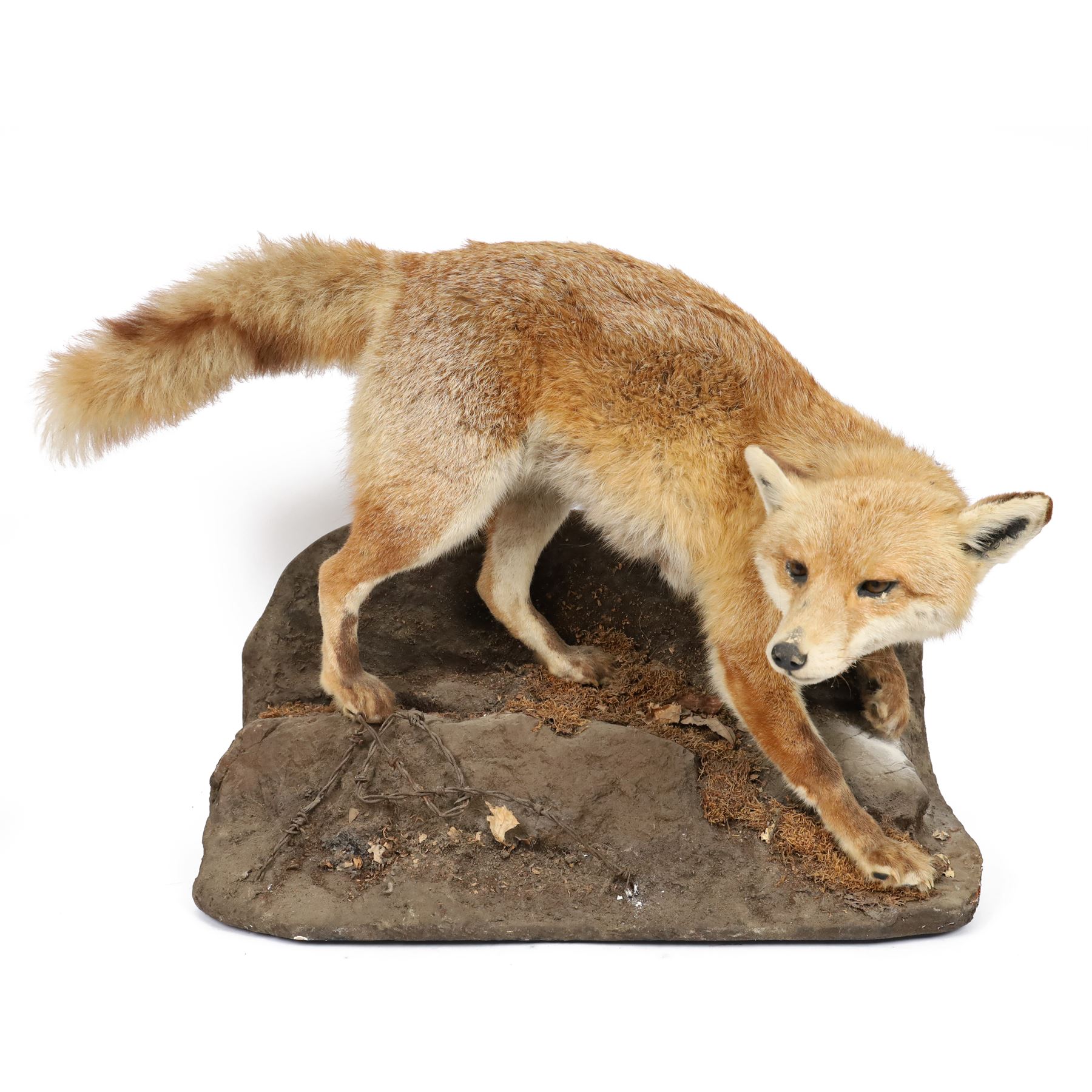 Taxidermy: Fox (Vulpes vulpes), full male adult mount on open display, in crouching position upon a naturalistic rocky base, Carl W Church Taxidermy, Pickering, H56cm