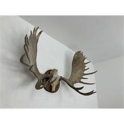 Antlers/Horns: North American Moose Antlers (Alces alces), adult bull moose antlers upon tree section plaque, overall approximately H95cm L135cm