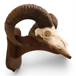 Antlers/Horns - European Mouflon (Ovis aries musimon), set of adult Mouflon ram horns on upper skull, mounted upon a pedestal wall shield, D38cm 