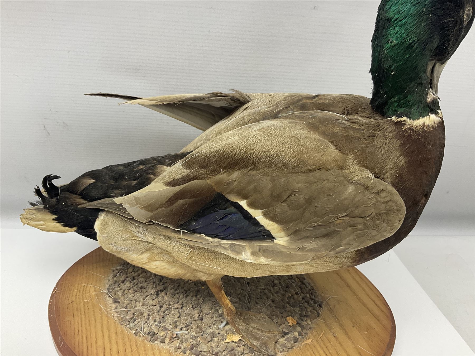 Taxidermy; Barnacle goose (Branta leucopsis), full adult mount, upon a rectangular base, together with Mallard (Anas platyrhynchos), full mount drake, upon an oval base, goose H28cm