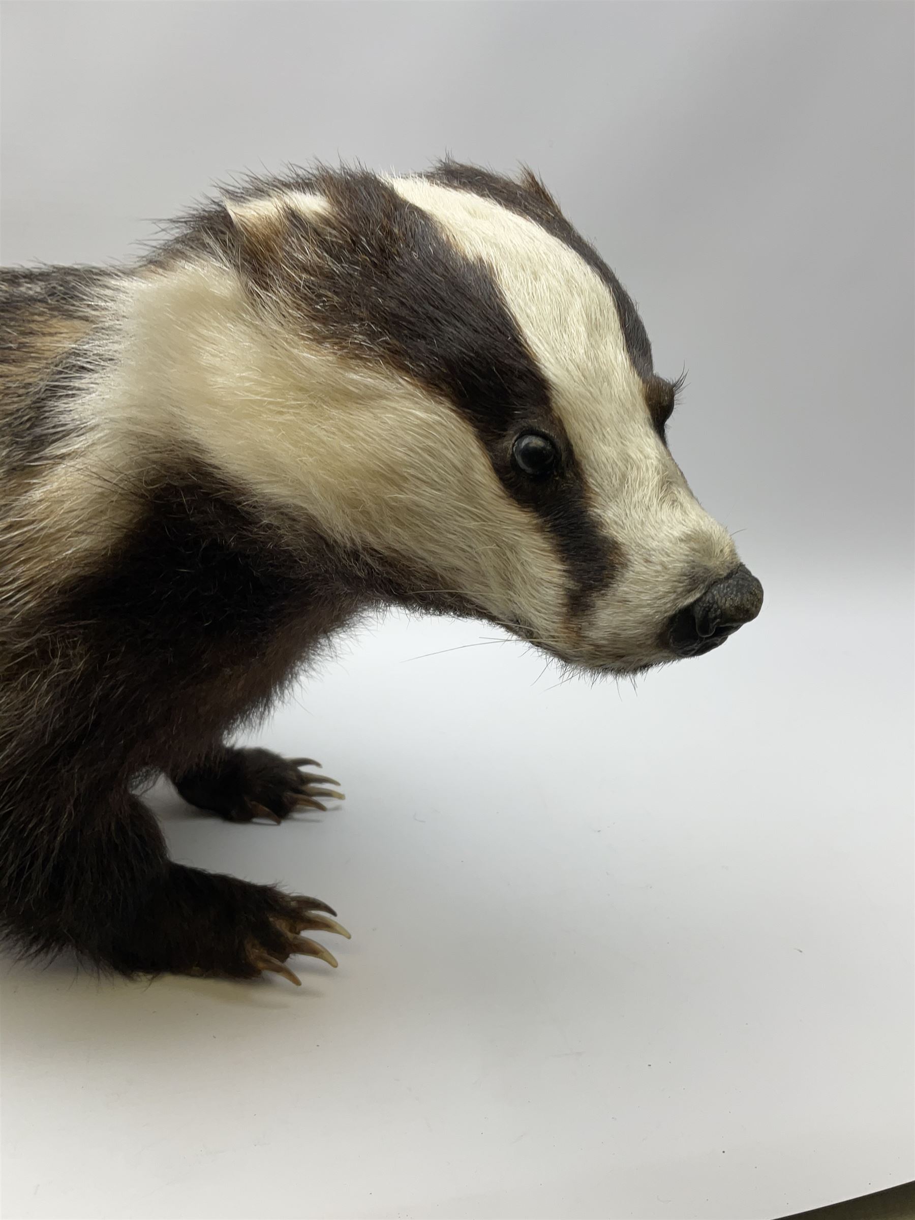 Taxidermy: European badger (Meles meles) full mount in walking position L82cm. 