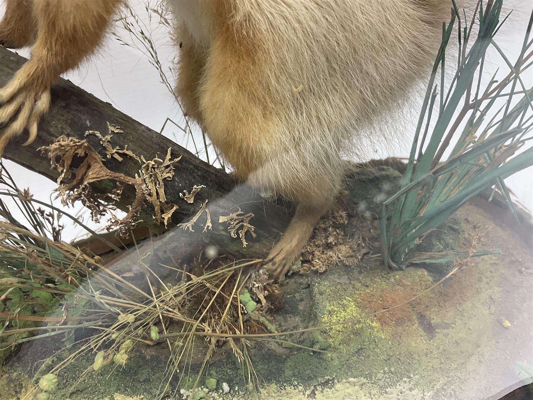 Taxidermy: Victorian cased Red Squirrel (Sciurus vulgaris), full mount adult, upon a tree branch with a naturalistic ground, enclosed beneath a period oval glass dome with ebonised base, raised upon four bun feet, H36cm 