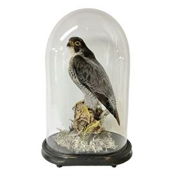 Taxidermy: Victorian cased Peregrine Fal