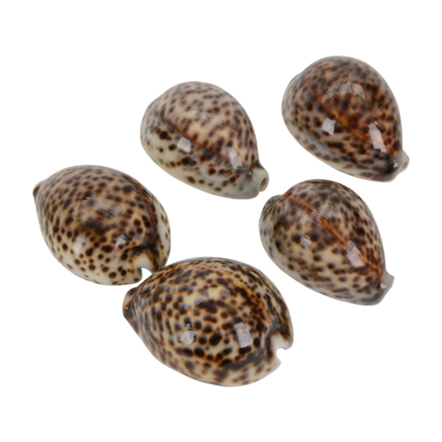 Conchology; Collection of seashells and coral, including Red Abalone shell, Hexaplex Callidinus, verious Cowrie shells, Leopardus cone etc, CITES Appendix II this lot is available to UK buyers only