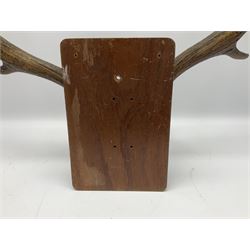 Antlers/Horns: pair of Fallow deer (Dama Dama) antlers with partial skull on a rectangular wooden shield, H50cm