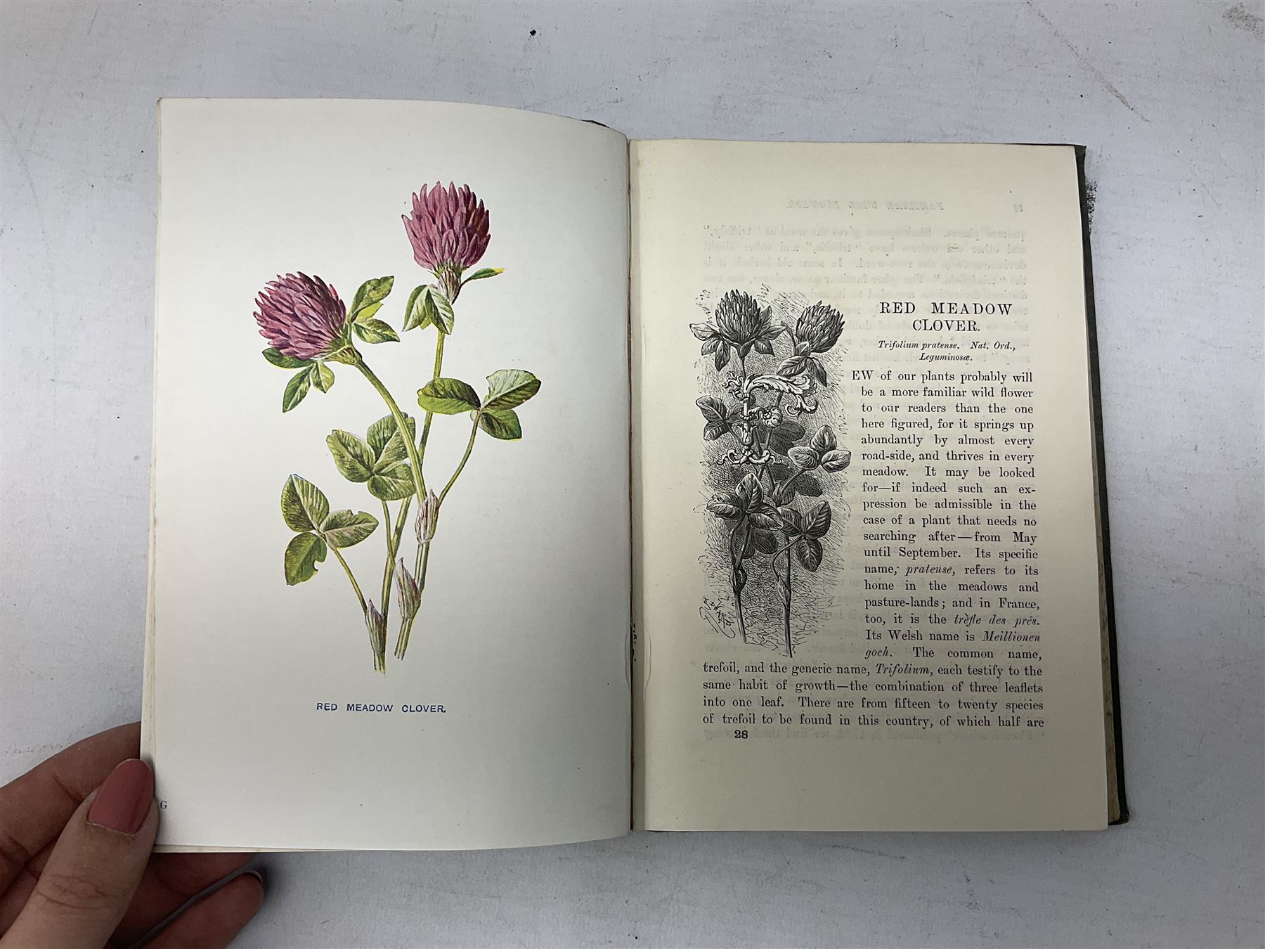 The Felix Annual 'the comic adventures of felix the film cat', The Japhet & Happy book , Hulm, Edward; Familiar Wild Flowers, with 40 coloured plates and other books