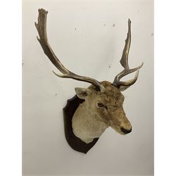 Taxidermy: European Fallow Deer (Dama dama), adult buck shoulder mount looking straight ahead, mounted upon a wooden shield, H110cm D55cm