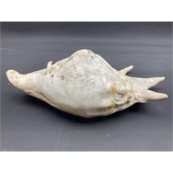 Conchology: selection of conch shells, to include horned examples, largest H17cm, L24cm