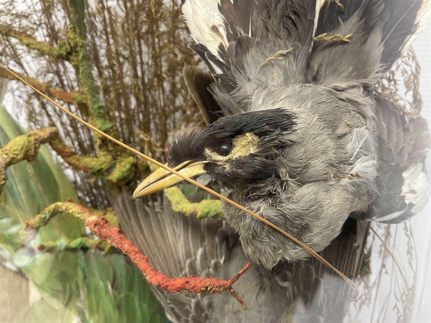 Taxidermy; large Victorian domed taxidermy diorama study of birds, with seventeen specimens including Ring Necked Parakeet, Blue Winged Warbler and Blackbird, the glass dome upon an ebonised wooden base, H77cm, W44cm