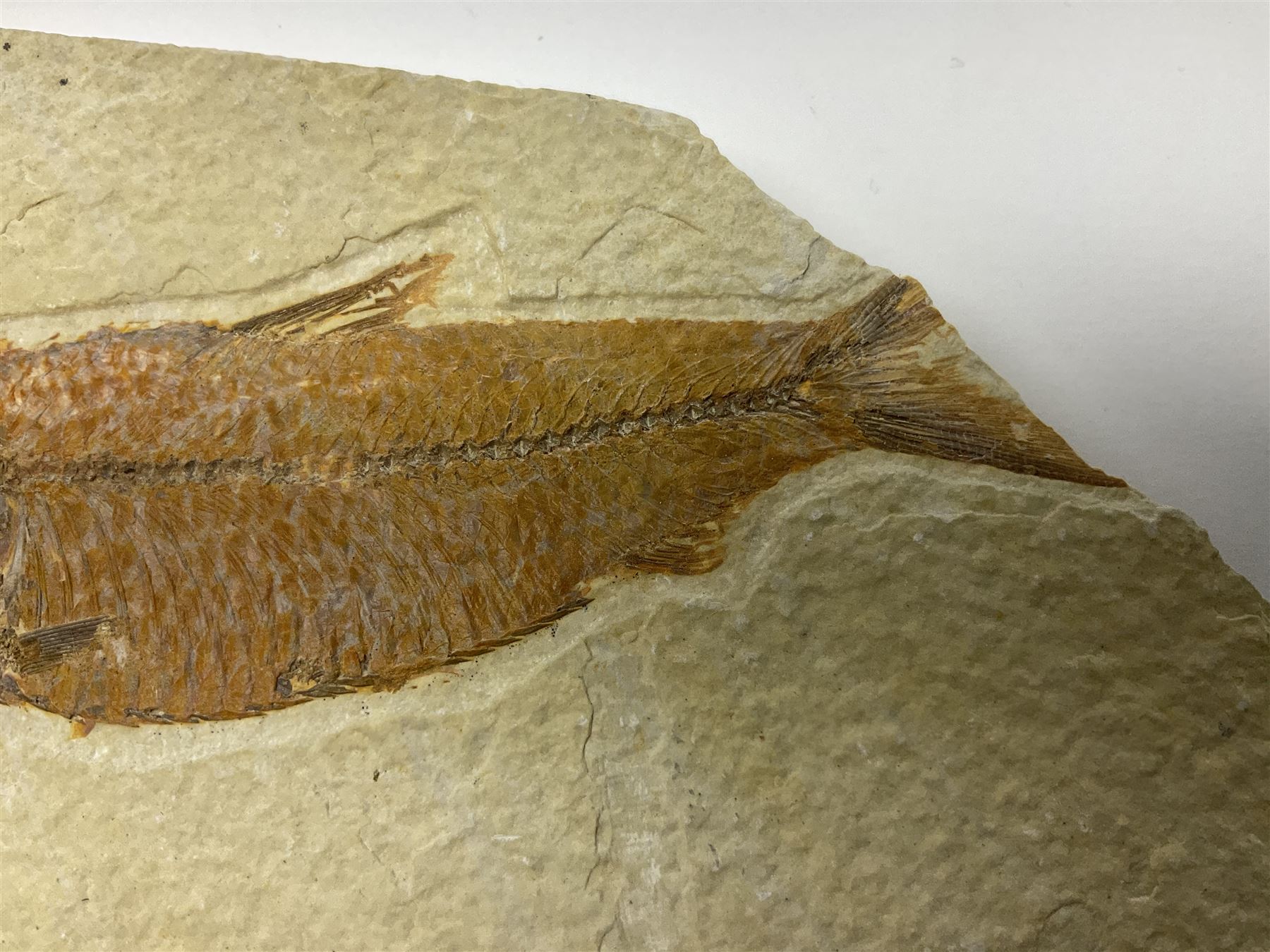 Three fossilised fish (Knightia alta) each in an individual matrix; age; Eocene period, location; Green River Formation, Wyoming, USA, largest matrix H13cm, L18cm