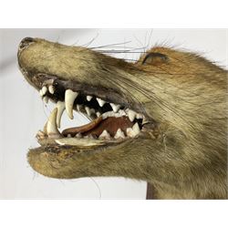 Taxidermy; Red fox mask (Vulpes vulpes), with mouth agape bearing teeth and ears back, mounted upon oak shield
