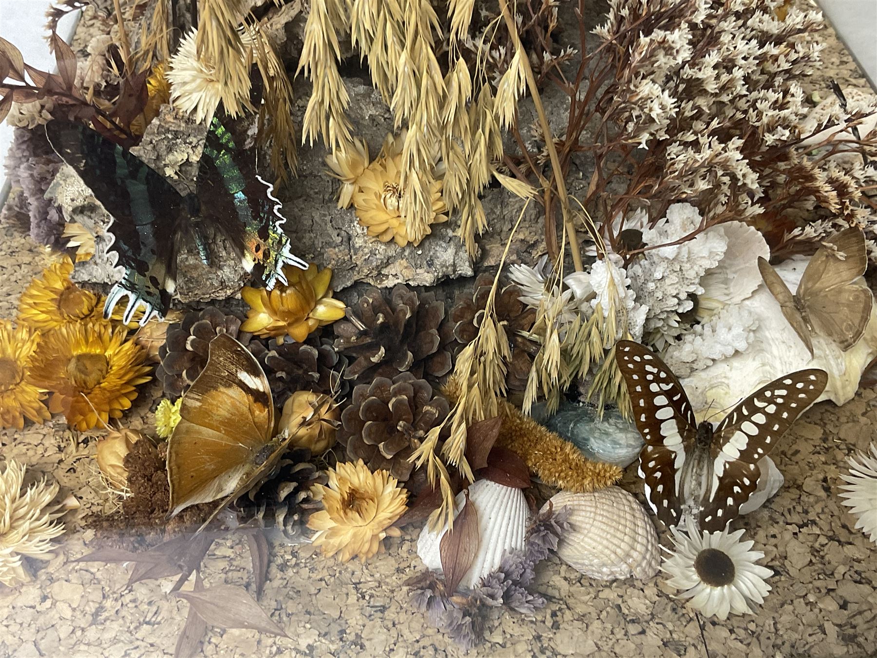 Entomology: 20th century cased moth and butterfly diorama, including Godart morpho, Chrysiridia rhipheus, Cathosia biblis, Appias lyncida, Hamadryas and others arranged amongst dried flowers and grasses, enclosed in a glass five sided terrarium display case with a wooden base, L43cm D43cm H49cm 
