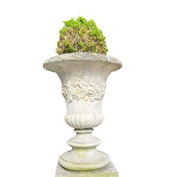 Pair of weathered composite stone campana urns on pedestals, the flared egg-and-dart rim over a tapering body with fruiting grapevine decoration in relief, over gadrooned underbelly, the rectangular pedestals moulded with floral garlands, planted