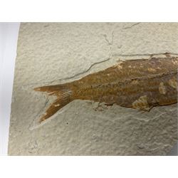 Three fossilised fish (Knightia alta) each in an individual matrix; age; Eocene period, location; Green River Formation, Wyoming, USA, largest matrix H13cm, L18cm