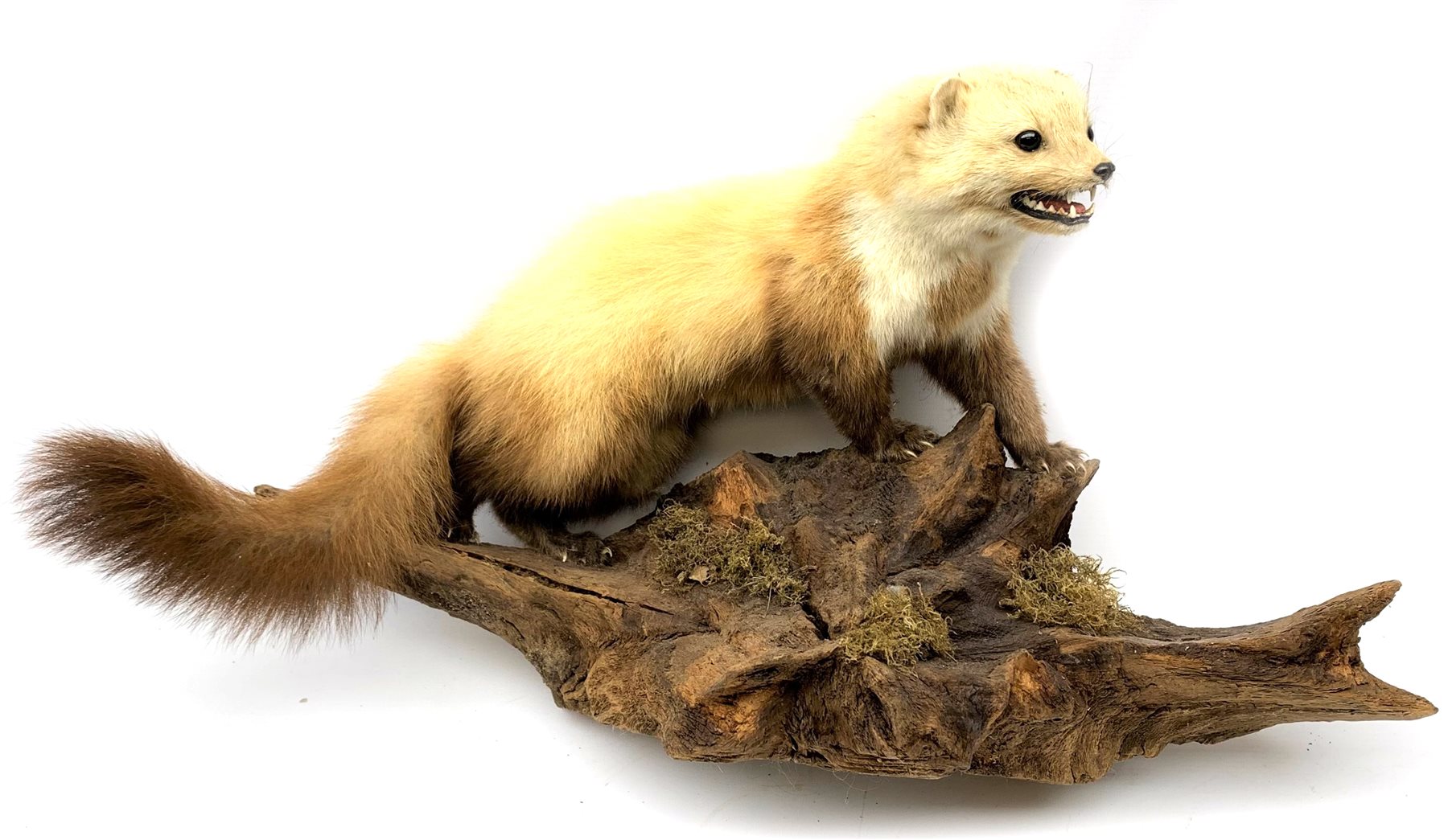 Taxidermy: Polecat (Mustela putorius), full mount on open display upon naturalistic wooden base detailed with moss, approximately overall L60cm
