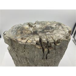 Rear green petrified wood tree branch, sliced in cross-section and polished to one side to reveal an array of green and brown colours, with textured edge, H14cm, D9cm