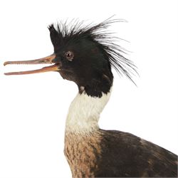 Taxidermy:  Red-Breasted Merganser (Mergus serrator) full adult mount on open display and Cormorant (Phalacrocorax carbo) full adult mount on open display, cormorant H44cm 