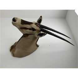 Taxidermy: Beisa Oryx (Oryx beisa beisa), adult male shoulder mount looking straight ahead, approximately H120cm