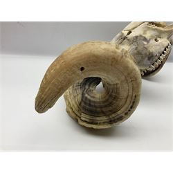 Skulls/Horns: Swaledale Ram Skull, (Ovis aries), set of adult horns on upper skull, H17cm