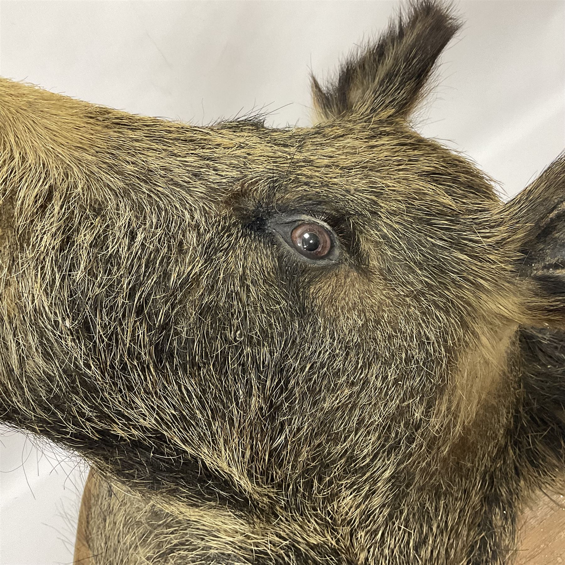 Taxidermy: European Wild Boar (Sus scrofa), adult male shoulder mount looking straight ahead mouth agape, mounted upon a wooden shield, D52cm